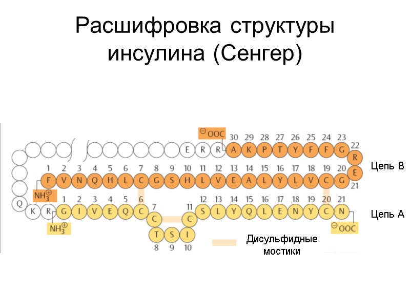 Расшифровка структуры инсулина (Сенгер) Дисульфидные мостики Цепь А Цепь B